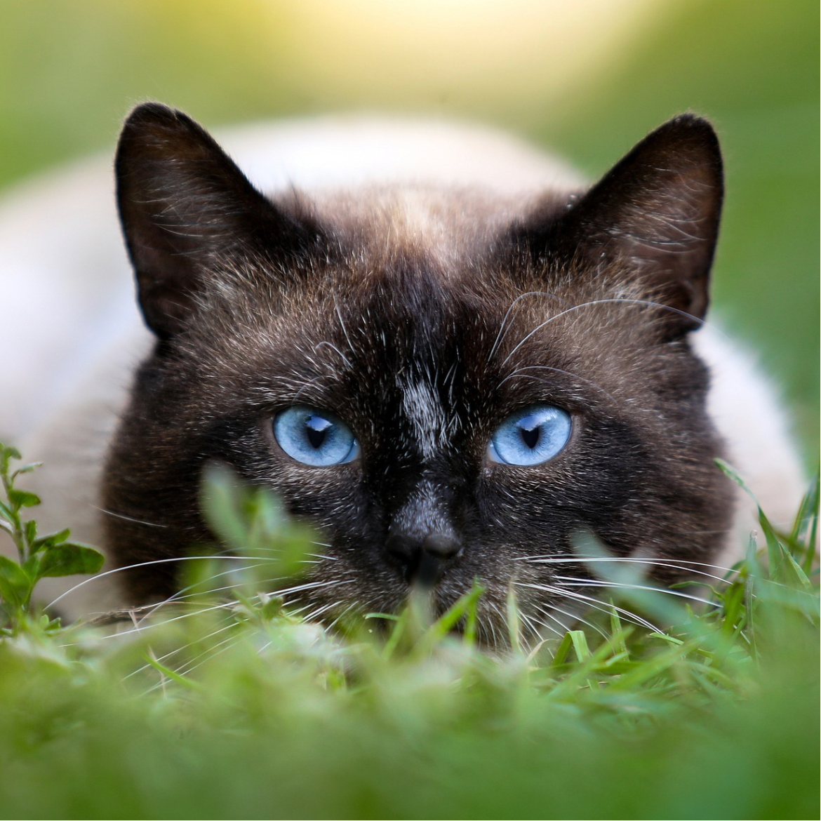 27 Gifts for Siamese Cat Lovers