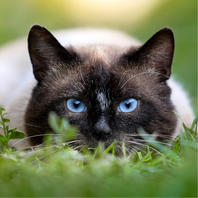 27 Gifts for Siamese Cat Lovers