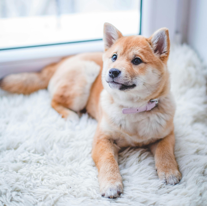 Top 15 Dogs for Beginners: Breeds That Won’t Let You Down