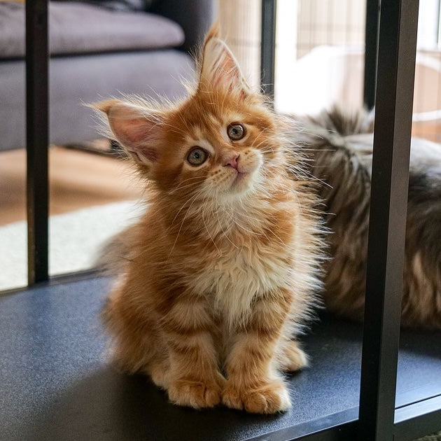 25 Maine Coon Gifts for Any Occasion